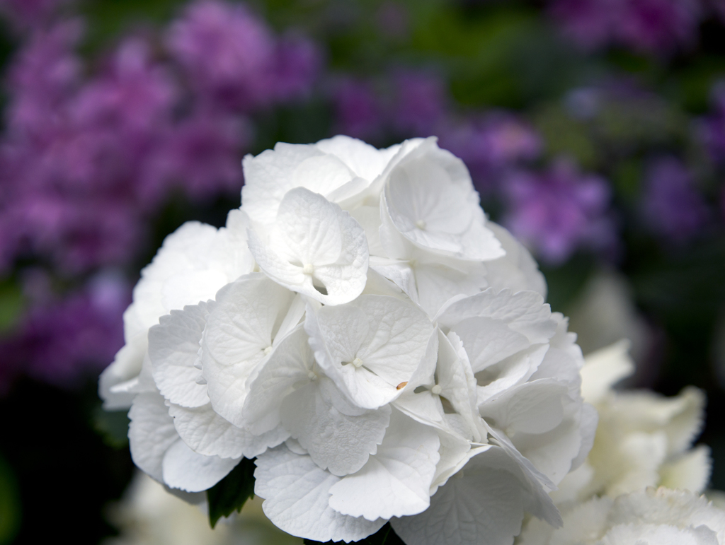 紫陽花３