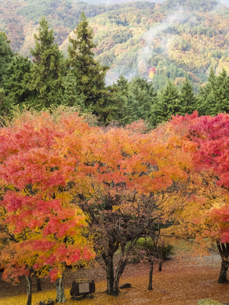 弥高山の紅葉１