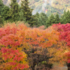 弥高山の紅葉１