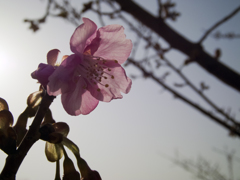 倉敷河津桜　開花２