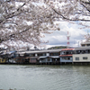 溜川と桜と水上の家