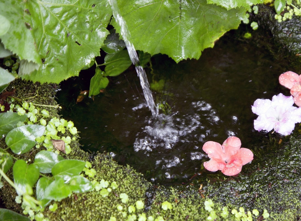 ツツジの花びら？