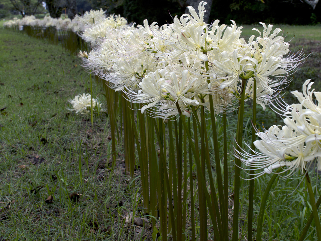 どこまでも　白の曼珠沙華