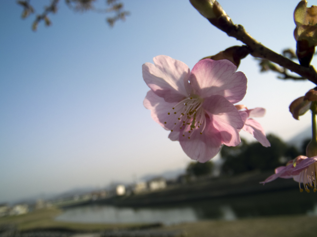 倉敷河津桜_開花