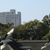 放鶴
