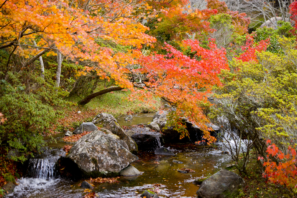 まきび公園紅葉２