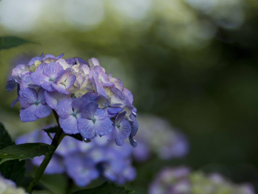雨上がりの紫陽花５