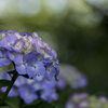 雨上がりの紫陽花５