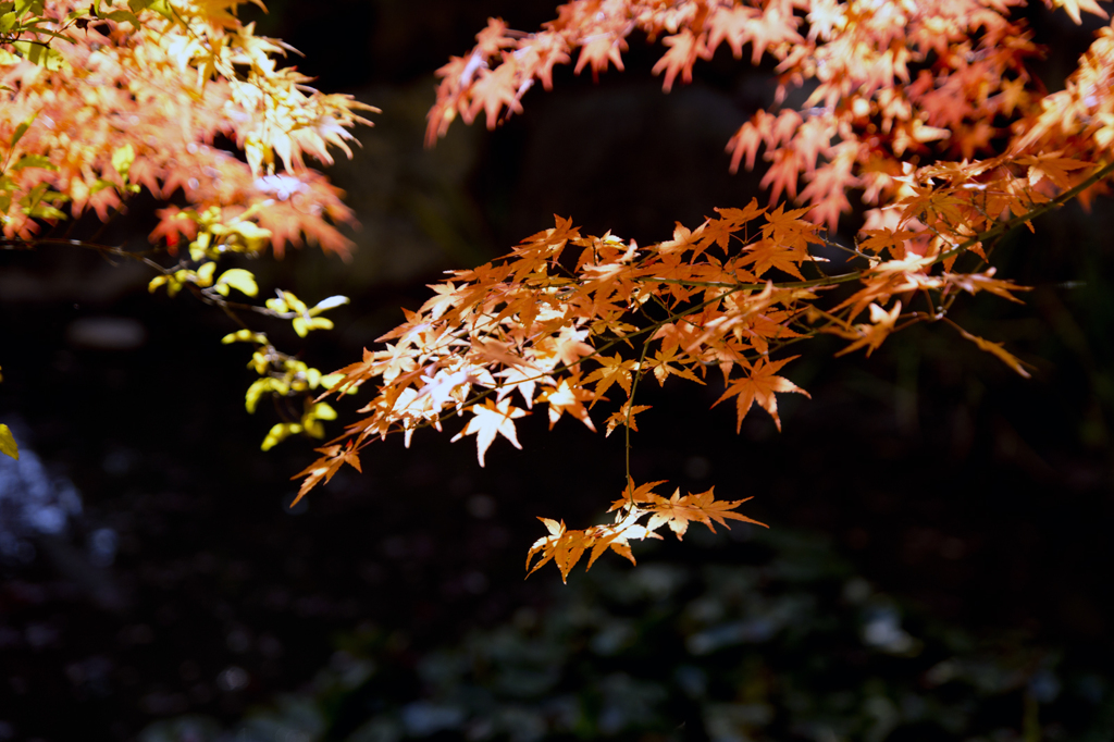 愛宕神社 紅葉