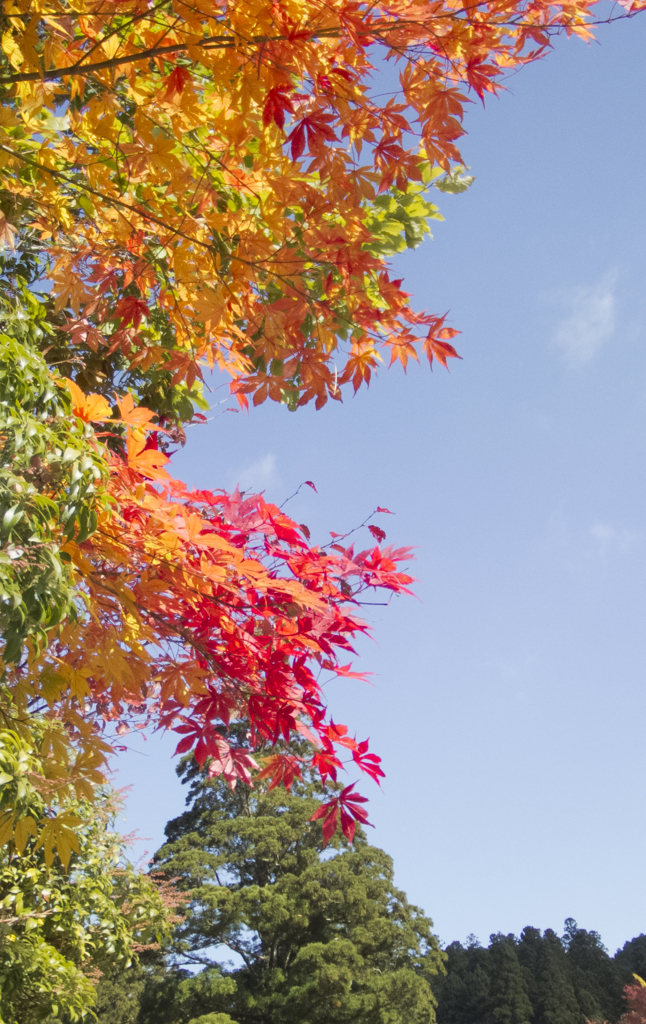 高野山の紅葉１