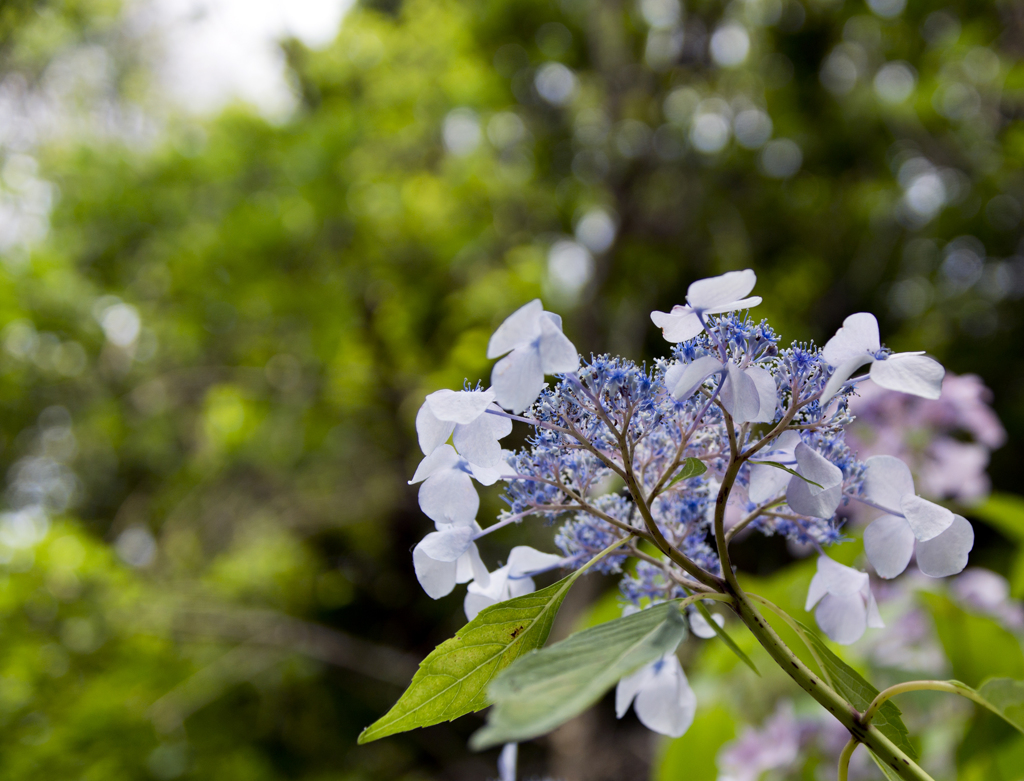 下から紫陽花