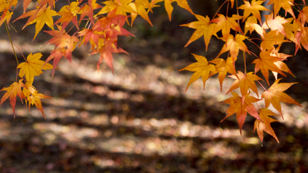 鬼ケ嶽と紅葉