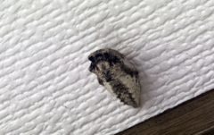 玄関天井のキアゲハの蛹