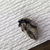 玄関天井のキアゲハの蛹