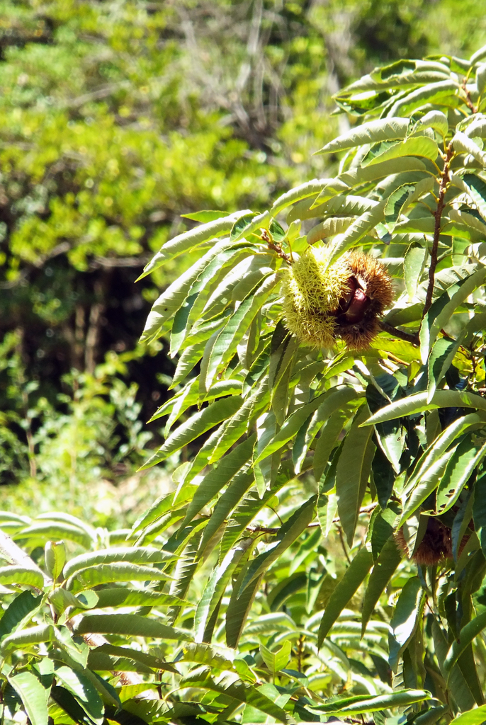 三徳園_栗