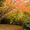 まきび公園紅葉３