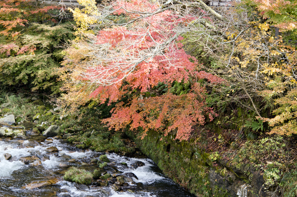 奥津渓の紅葉１