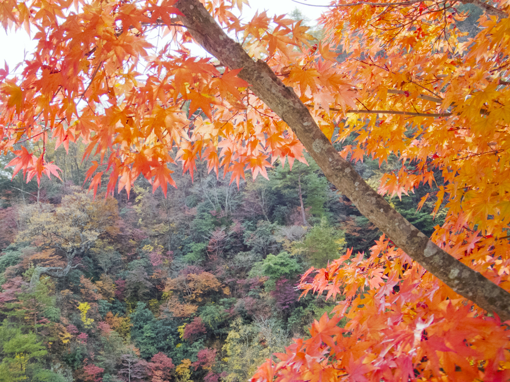 三室渓の紅葉