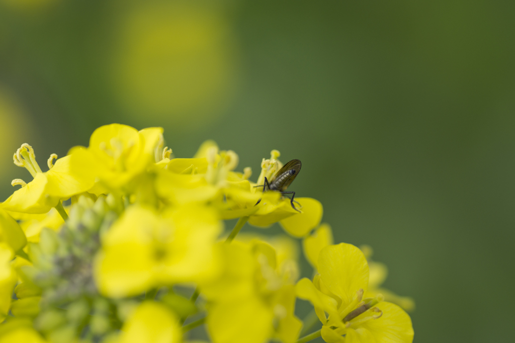 カブの花と虫