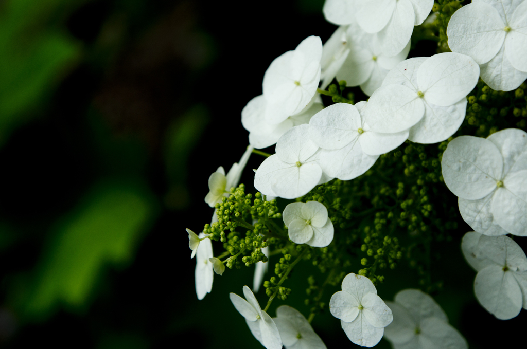 紫陽花？