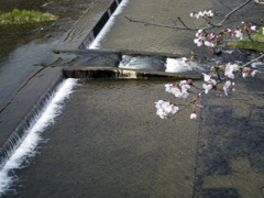 井原堤桜１