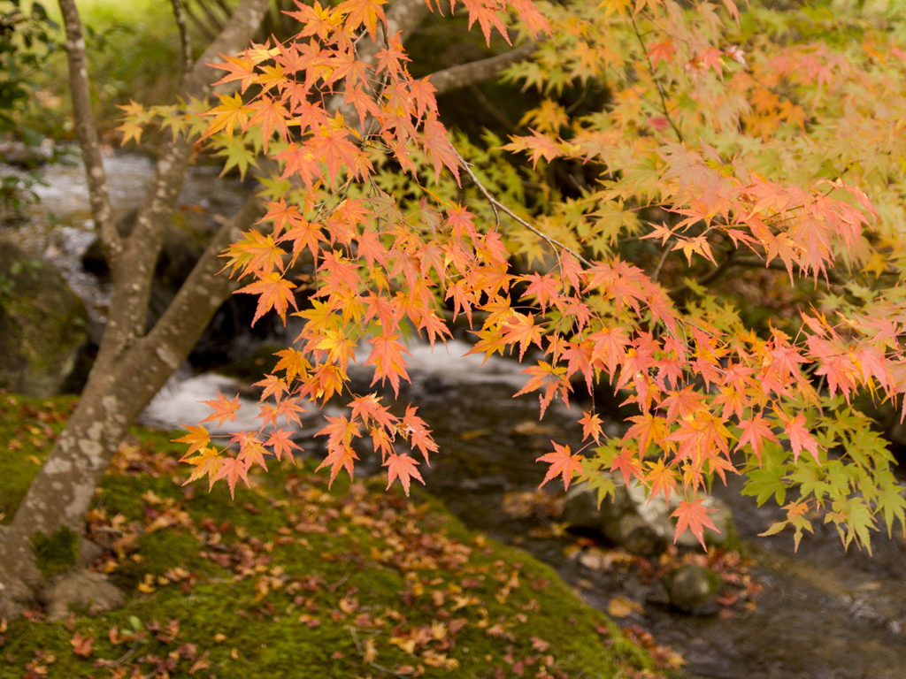 まきび公園紅葉４