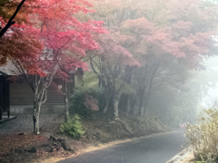 霧の中の紅葉