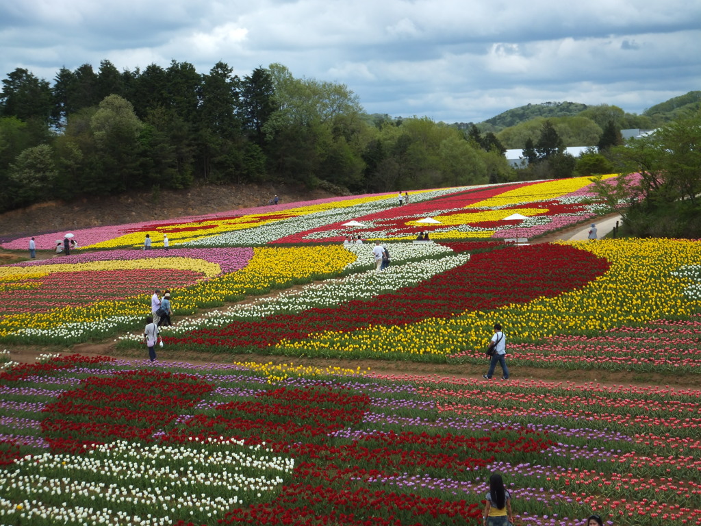 チューリップの花模様