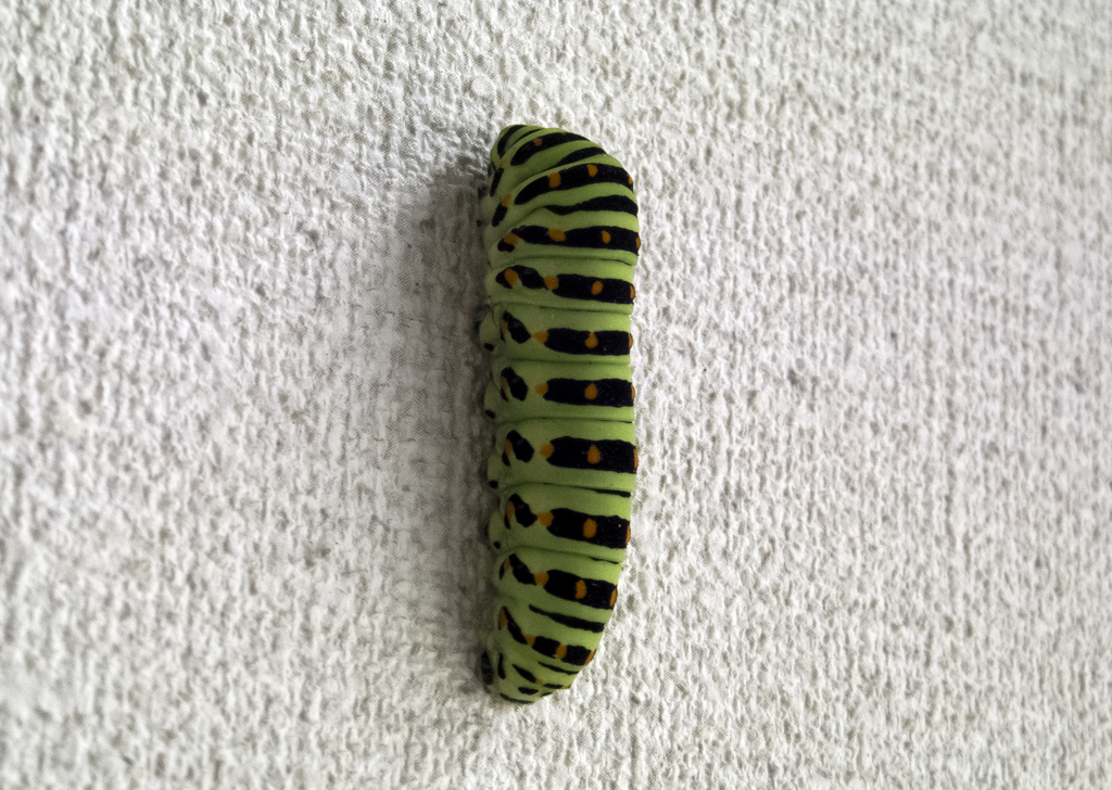 玄関壁のキアゲハの幼虫