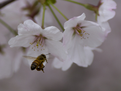 桜と蜂１