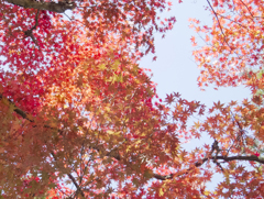 高野山の紅葉２