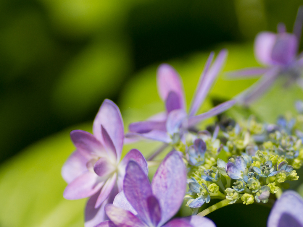 これも紫陽花