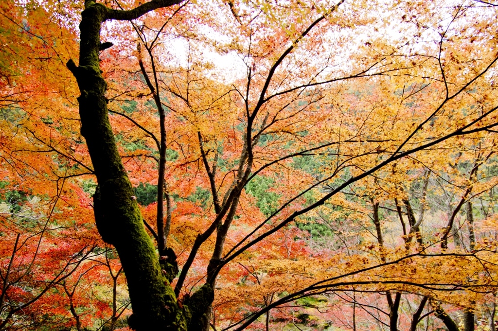 奥津渓の紅葉３