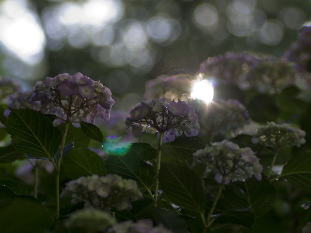 雨上がりの紫陽花２