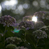 雨上がりの紫陽花２