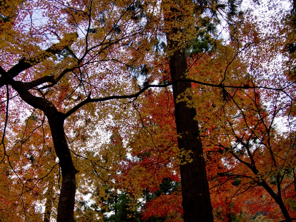 奥津渓の紅葉２