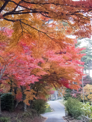 弥高山紅葉