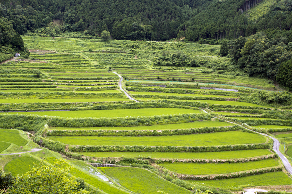 大垪和の棚田１
