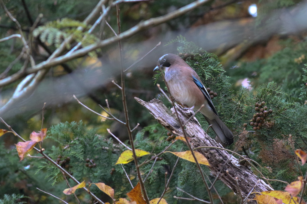 初撮りシリーズ－１（カケス）