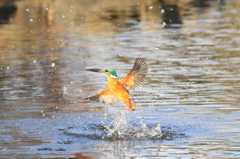 久々の水絡み２