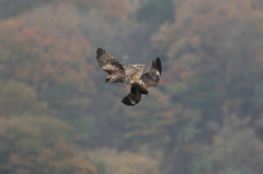鳶バトル2