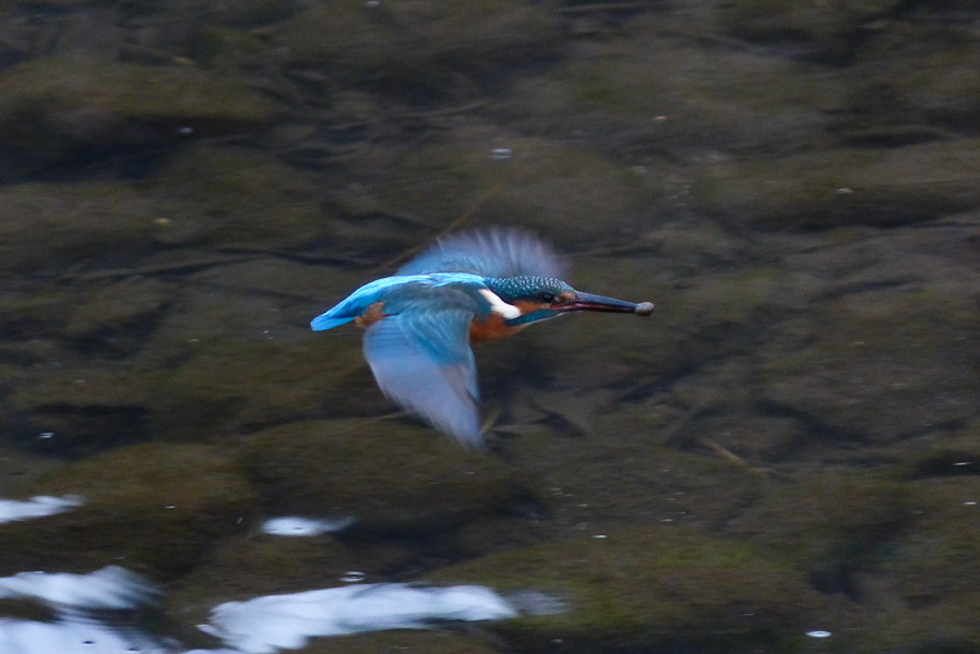 daylight Alcedo atthis #2