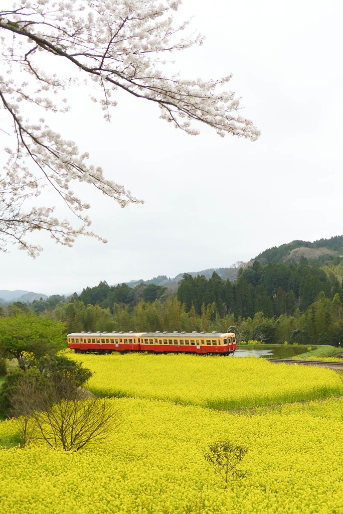 桜と鉄道２