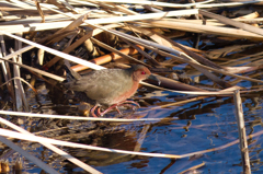 こちらも火の鳥？