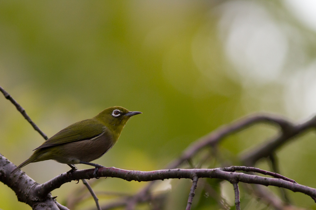 olive-green