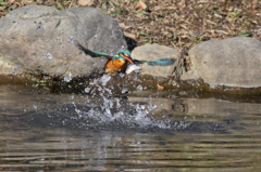 久々の水絡み１