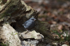 初めての野鳥　～クロジ～