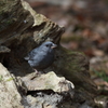 初めての野鳥　～クロジ～