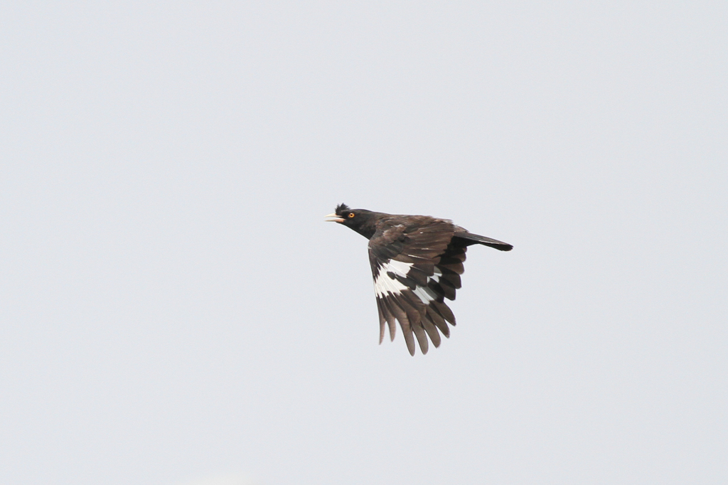 スウスウ鳥