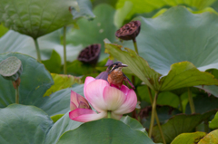 ハスカワ三種　～お花～